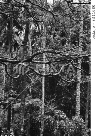 Forest of trees in Maui. 3311680