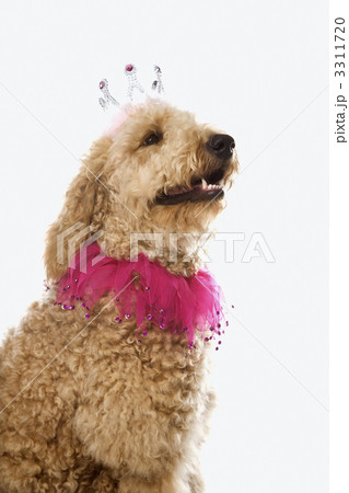 Goldendoodle dog wearing costume. 3311720