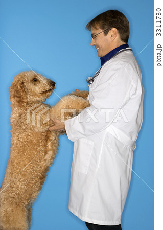 Veterinarian with Goldendoodle dog. 3311730