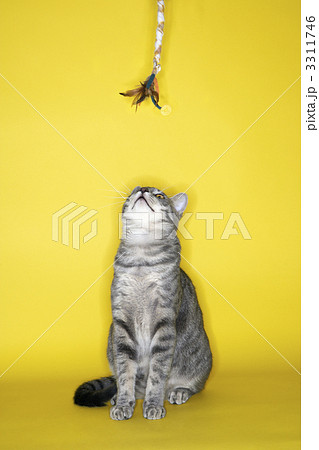 Gray cat looking at toy. 3311746