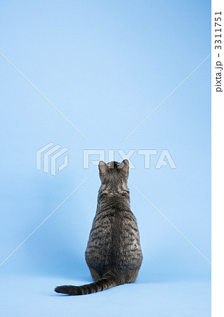 Back view of gray cat. Back view of gray cat. 3311751