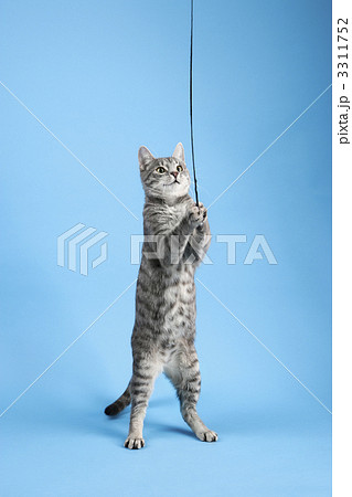 Cat playing with string. 3311752