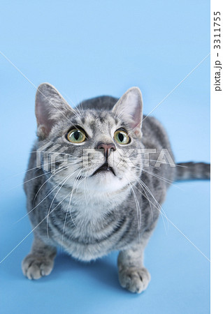Adorable gray striped cat crouching. 3311755