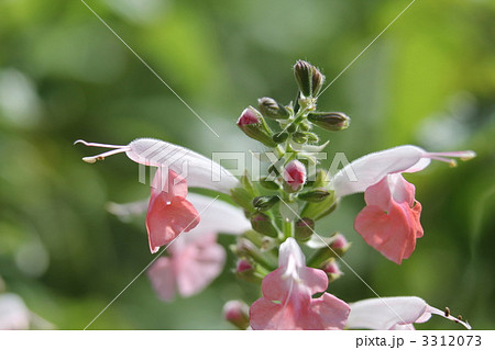 サルビア・コッキネア・コーラルニンフ 3312073