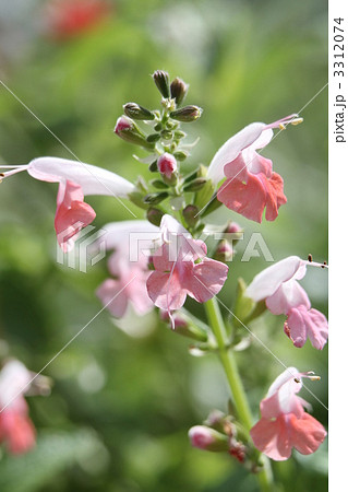 サルビア・コッキネア・コーラルニンフ 3312074