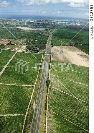 Hawaiian crops. Hawaiian crops. 3312365