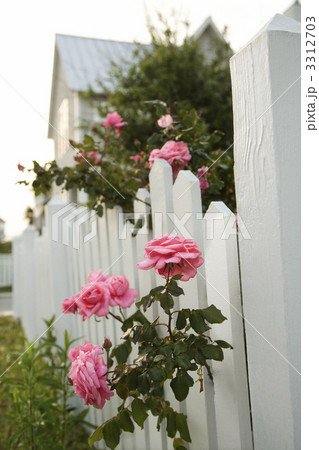 Pink roses growing by picket fence. Pink roses growing by picket fence. 3312703