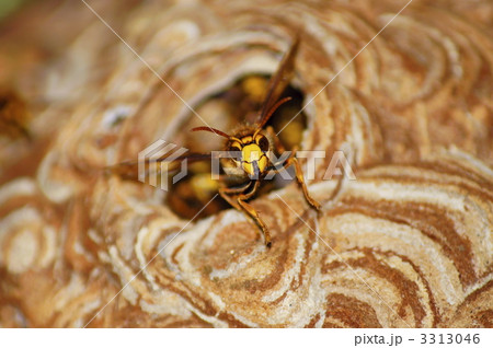 キイロスズメバチの突進 キイロスズメバチの突進 3313046