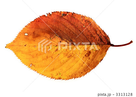 桜の枯れ葉 桜の枯れ葉 3313128