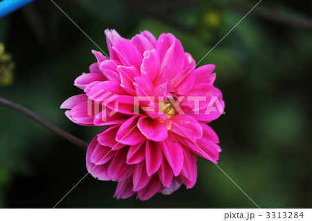 ダリア 3313284