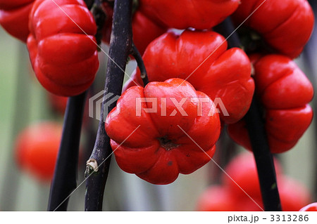 飾りナス 3313286