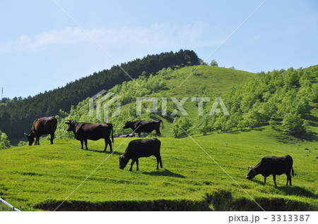 豊後牛　放牧 3313387