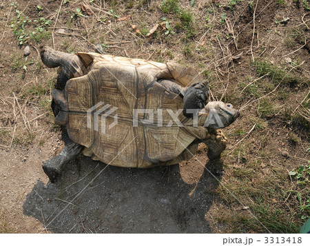 リクガメのお腹側(とっとり花回廊にて) リクガメのお腹側(とっとり花回廊にて) 3313418
