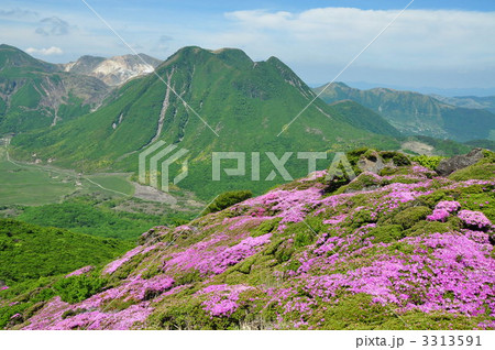 三俣山　豊後ツツジ 3313591