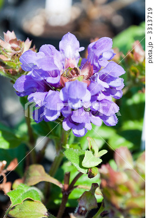 セルフヒール セルフヒール 3313719