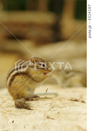 シマリス シマリス 3314107