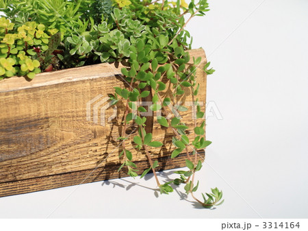 セダムの寄せ植え セダムの寄せ植え 3314164