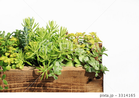 セダムの寄せ植え 3314165