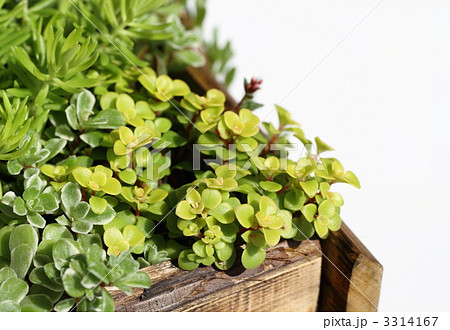 セダムの寄せ植え 3314167