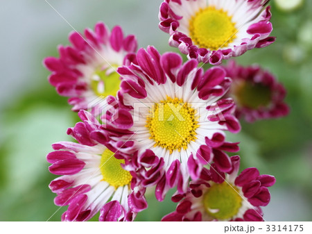 スプレー菊の巴風車 スプレー菊の巴風車 3314175