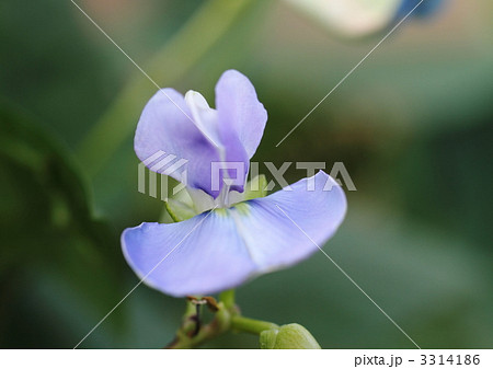 四角豆の花 3314186