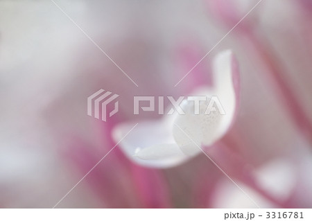 ジャスミンの花 3316781