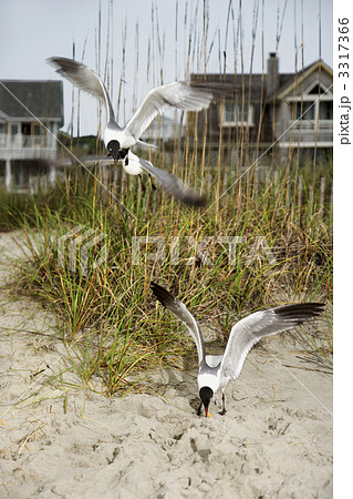 Seagulls swooping onto beach. 3317366