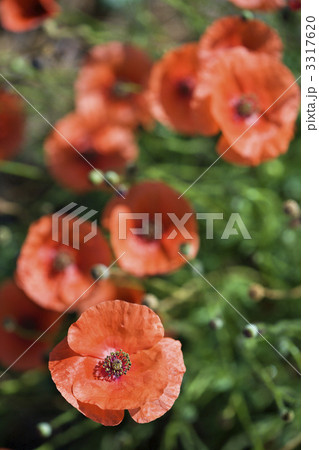 Red poppy flowers. 3317620