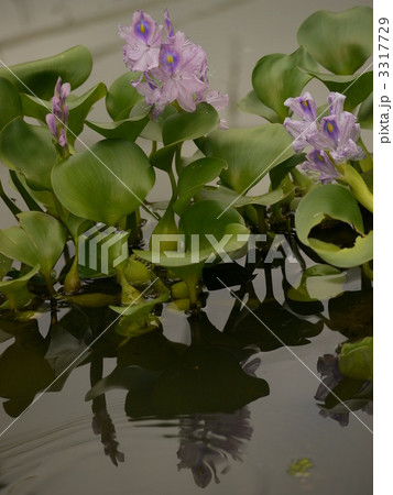 ノウゼンカズラ 3317729