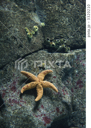 Starfish underwater. Starfish underwater. 3320210