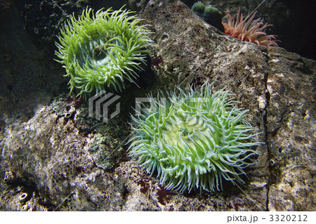 Sea anemone. 3320212