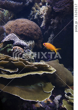 Saltwater fish and coral. 3320217