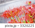 3320225
