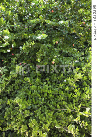 Green lush Jasmine bush 3320299