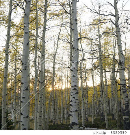 Aspen trees in Fall color. 3320559