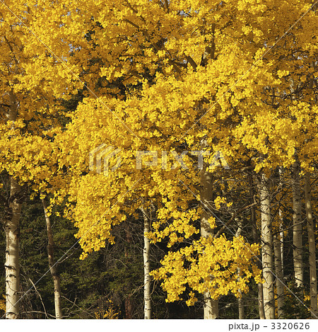 Aspen trees in fall color. 3320626