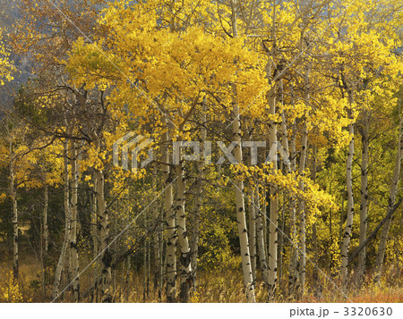 Aspen trees in fall color. 3320630