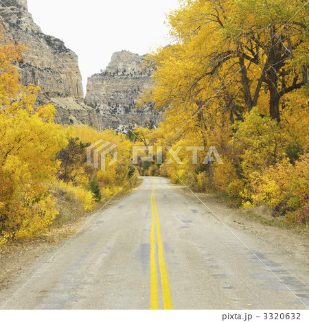 Road with Aspen trees. 3320632