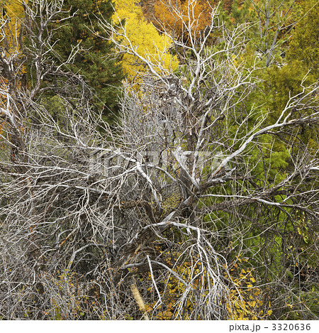 Dead tree in forest. 3320636