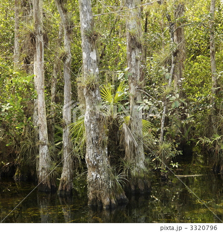 Florida Everglades landscape. 3320796