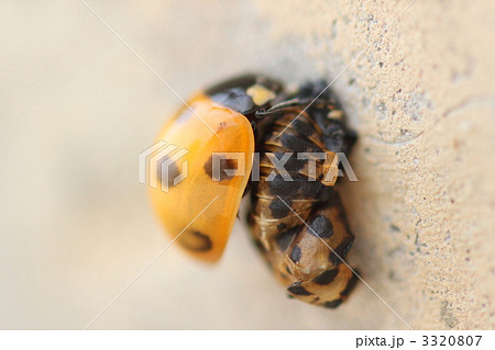 Insect Bug Ladybug Stock Photo