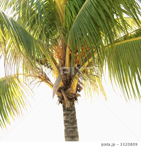 Palm tree. 3320809