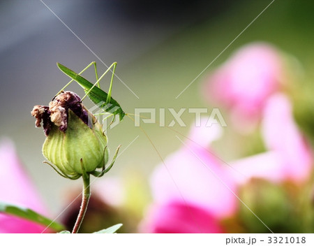 スイフヨウ園のツユムシ 3321018