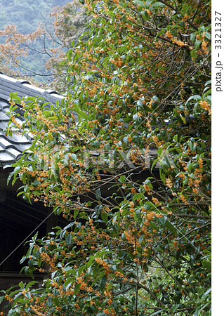 海蔵寺のキンモクセイ 3321327