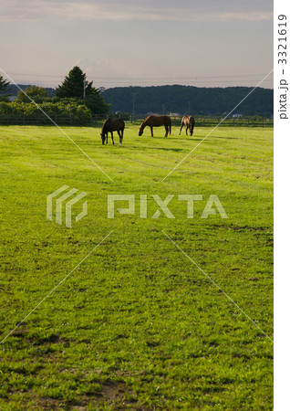 牧場の馬 3321619