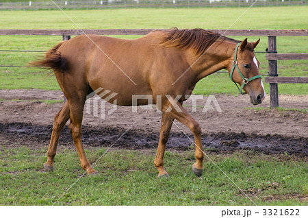 牧場の馬 3321622