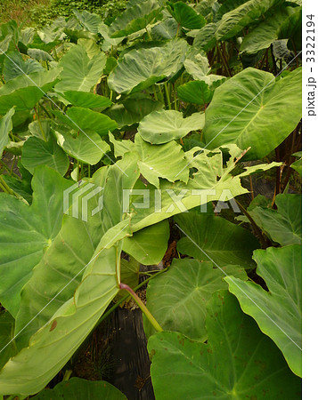 里芋の葉２ 3322194