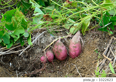 サツマイモ 3322623