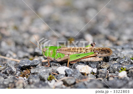 トノサマバッタ トノサマバッタ 3322803