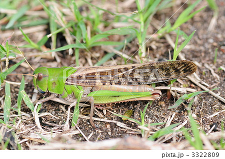 トノサマバッタ 3322809